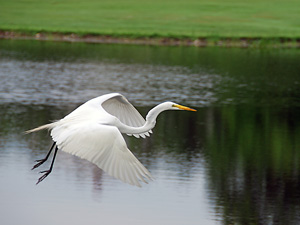 A great white Herron flies over the pond on the 15th hole